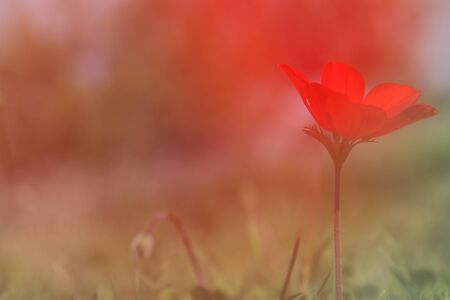 low angle photo of red poppy in the green field with light burstの写真素材