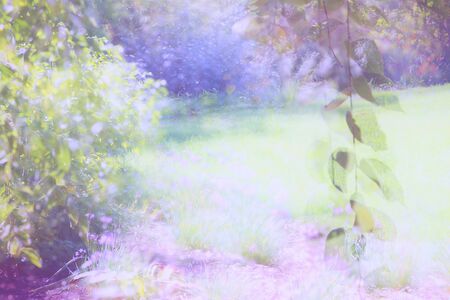 abstract dreamy photo of spring forest.の写真素材