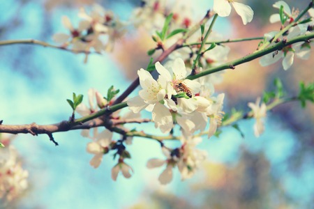 background of spring white cherry blossoms tree. selective focus. vintage filteredの写真素材