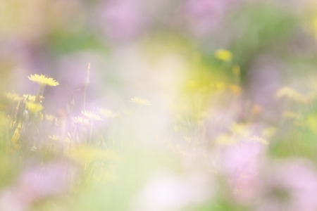 abstract dreamy photo of spring meadow with wildflowers