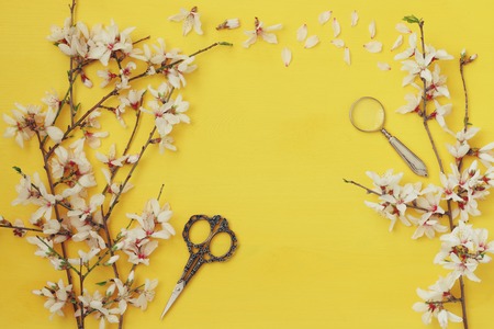 image of spring white cherry blossoms tree on wooden backgroundの写真素材