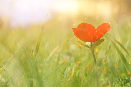 low angle photo of red poppy in the green field with light burstの写真素材