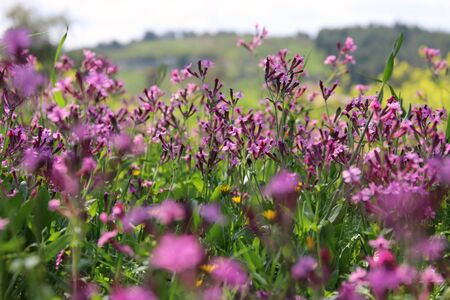 abstract dreamy photo of spring meadow with wildflowersの写真素材