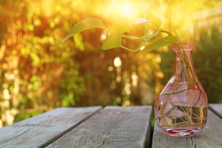 Green plant on wooden table outdoors afternoon at sunset light. selective focusの写真素材