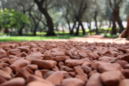 low angle view of gravel and light trees.
