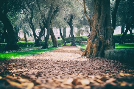 image of the old trees at summertime. Filtered photoの写真素材