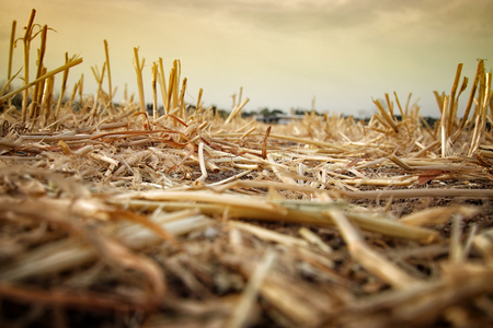 Low angle of dry grass. Global warming concept.の写真素材
