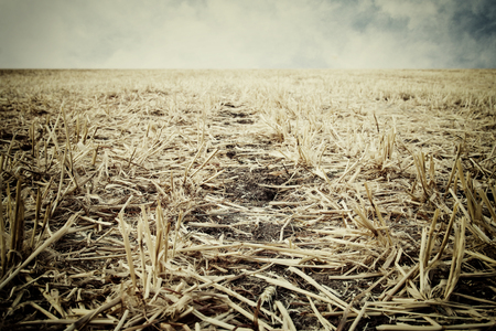 Low angle of dry grass. Global warming concept.の写真素材
