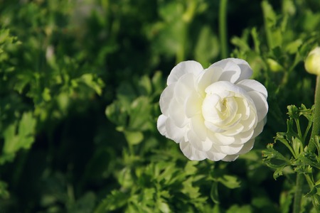 Image of beautiful white spring flowerの写真素材