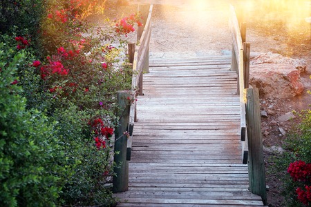 image of dreamy old woods stairs in the woods.の写真素材