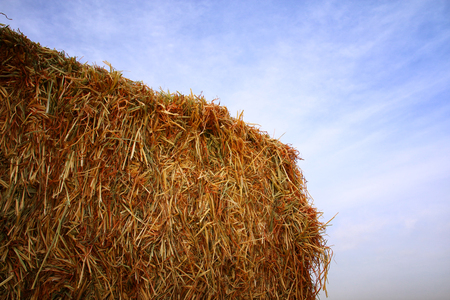 dry straw background natural texture