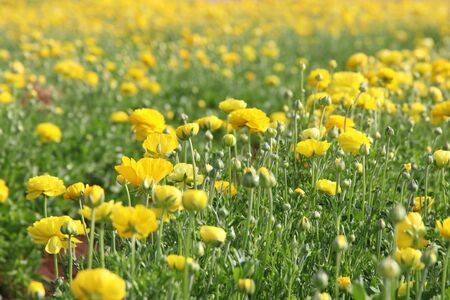 Image of beautiful yellow spring flowers