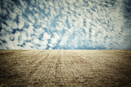 photo of dry wheat straw field and blue sky horizon line.の写真素材