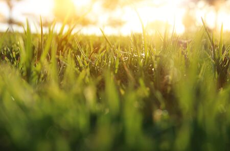 low angle view of fresh grass against sunlight. abstract.の写真素材
