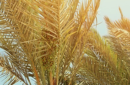 Palm trees against sky. retro style image. travel, summer, vacation and tropical beach concept.の写真素材