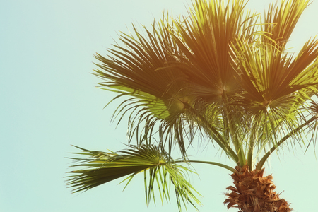 Palm trees against sky. retro style image. travel, summer, vacation and tropical beach concept.の写真素材