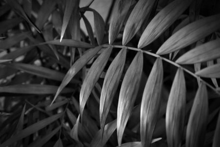 Tropical leaves close up. floral background. black and white image.の写真素材