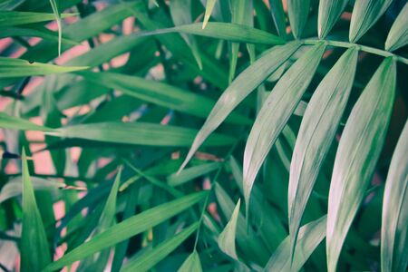 Tropical leaves on pastel pink background. floral background.