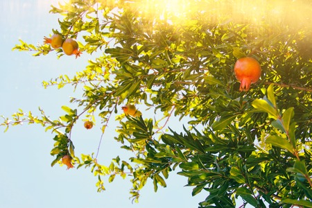 pomegranate tree. jewish New Year holiday background.の写真素材