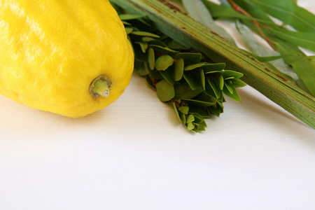 Jewish festival of Sukkot. Traditional symbols (The four species): Etrog, lulav, hadas, arava.