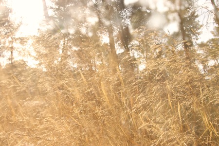 autumnal dreamy image of forest at sunset light.の写真素材
