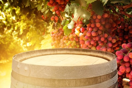 Image of old oak wine barrel in front of wine yard landscape. Useful for product display montage. Vintage filteredの写真素材