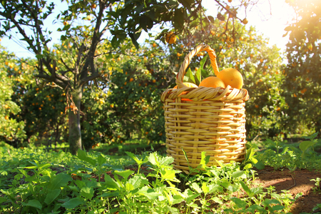 Basket with oranges in the citrus plantationの写真素材