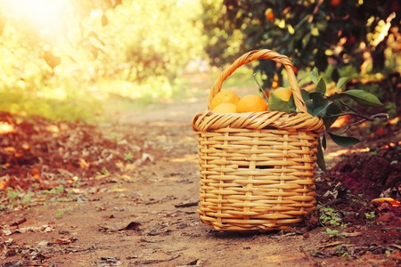 Basket with oranges in the citrus plantationの写真素材