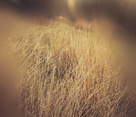 abstract and surreal autumnal dreamy image of forest