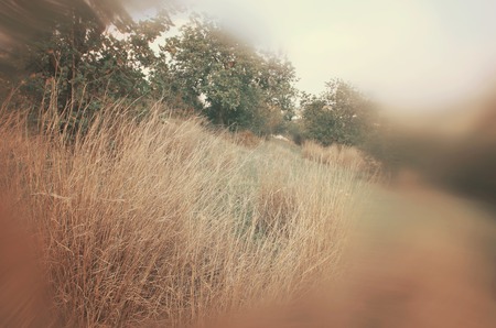 abstract and surreal autumnal dreamy image of forestの写真素材