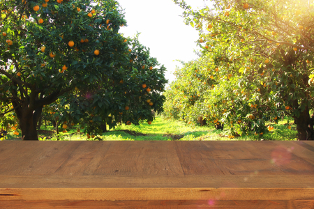 Empty rustic table in front of countryside orange tree background. product display and picnic conceptの写真素材