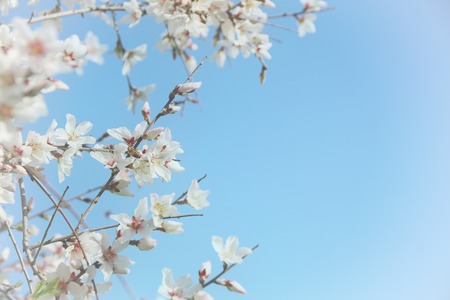 background of spring white cherry blossoms tree. selective focusの写真素材