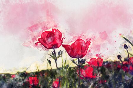 watercolor style and abstract image of red poppy in the green fieldの写真素材