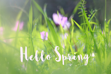 low angle view image of fresh grass. freedom and renewal concept with spring textの写真素材