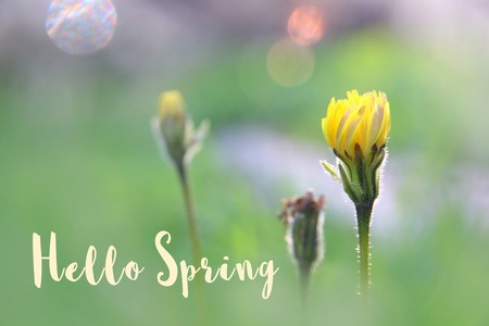 low angle view image of fresh grass. freedom and renewal concept with spring textの写真素材