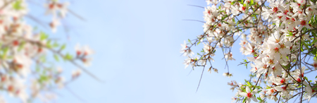 website banner background of of spring white cherry blossoms tree. selective focusの写真素材