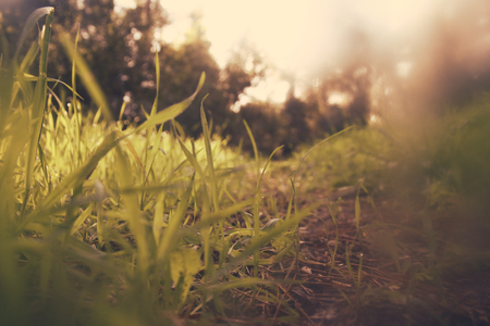 low angle view of fresh grass. freedom and renewal conceptの写真素材