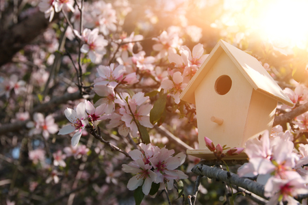 Little birdhouse in spring over blossom cherry treeの写真素材
