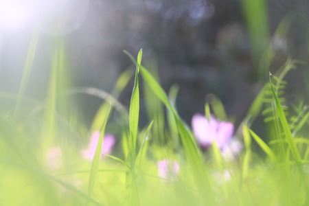 low angle view image of fresh grass and spring cyclamen flowers. freedom and renewal concept