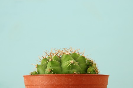 Image of cactus in a pot infront of wooden blue backgroundの写真素材