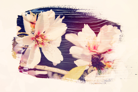 dreamy and abstract image of cherry tree. double exposure effect with watercolor brush stroke textureの写真素材