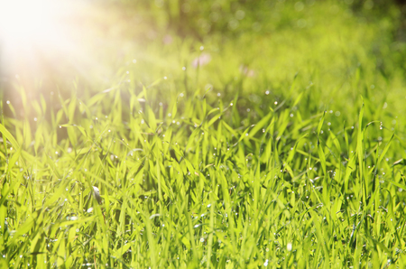 low angle view of fresh grass. freedom and renewal conceptの写真素材