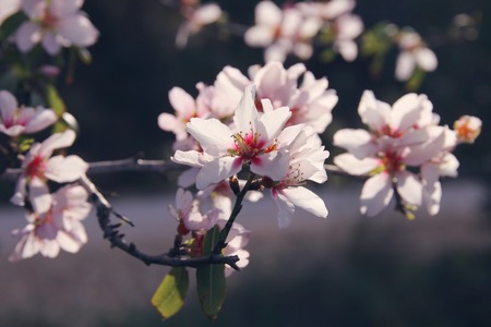 background of spring white cherry blossoms tree. selective focusの写真素材