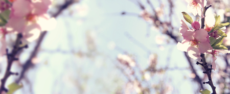 website banner background of of spring white cherry blossoms tree. selective focusの写真素材