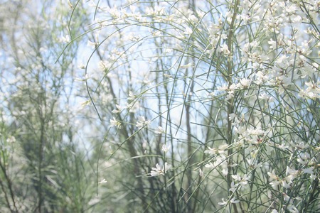 Image of beautiful white flowers and blue skyの写真素材