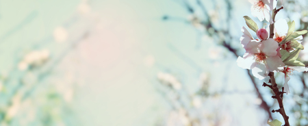 website banner background of of spring white cherry blossoms tree. selective focus