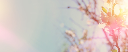 website banner background of of spring white cherry blossoms tree. selective focusの写真素材