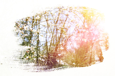 reamy and abstract image of white flowers. double exposure effect with watercolor brush stroke...