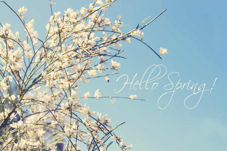 Image of beautiful white flowers and blue skyの写真素材