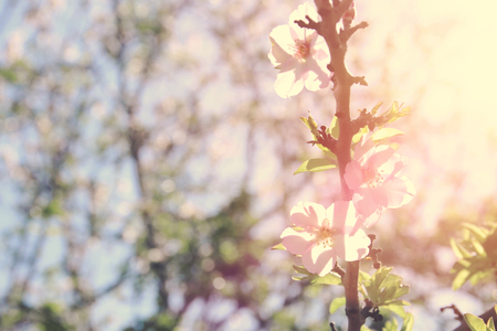 background of spring white cherry blossoms tree. selective focusの写真素材